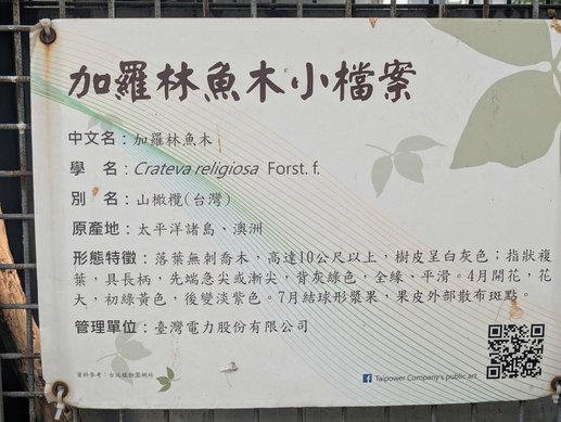 春日限定的金黃奇蹟──在台北市欣賞加羅林魚木