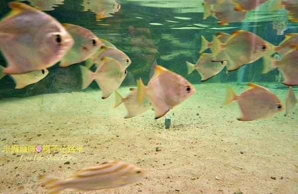 澎湖水族館, 澎湖全新開幕室內親子景點,澎湖 海底隧道, 澎湖 海龜