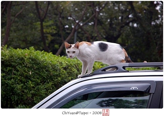Cat(台北)
