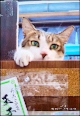 迪化街尋店貓趣-1_029.jpg