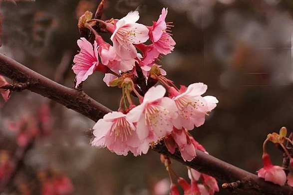 1.19.14 sakura(53-1)