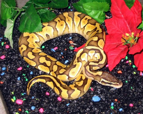 Pastel Lesser.jpg