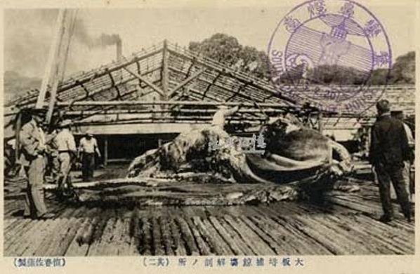 台灣的捕鯨歷史1920-1942-當時的台灣總督府或許是具永