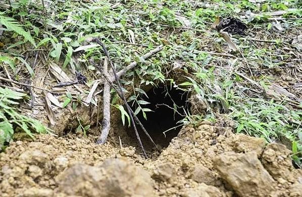 「鯪鯉（穿山甲）」二級保育類「穿木屐躦鯪鯉」/圓滾滾的吉祥物
