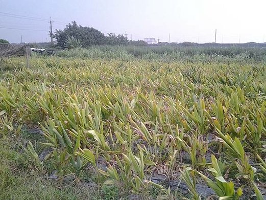 薑黃咖啡的原料紅薑黃 (10).jpg