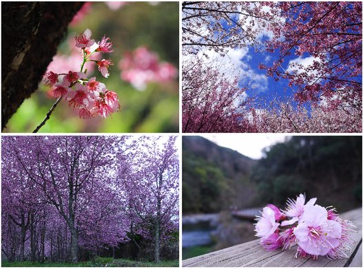 20120222櫻花