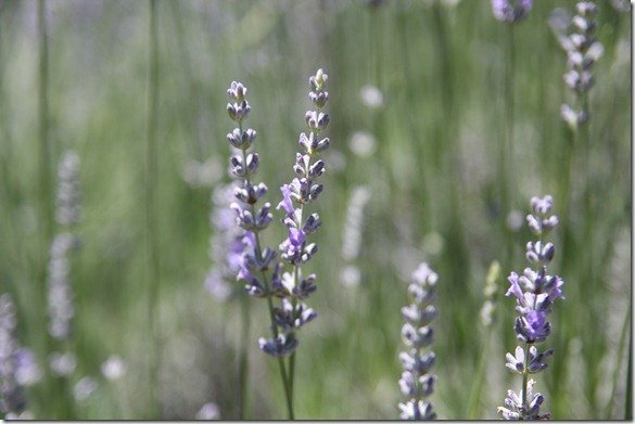 Lavender Festival 041