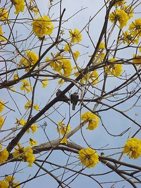 2011-03-19 割麥初體驗 052.jpg