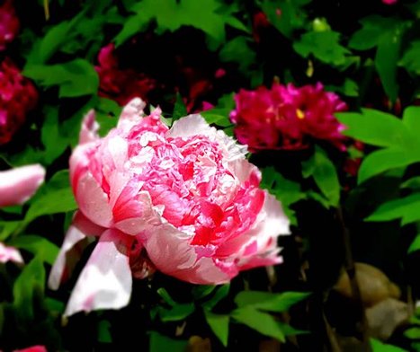 DSC05359.JPG