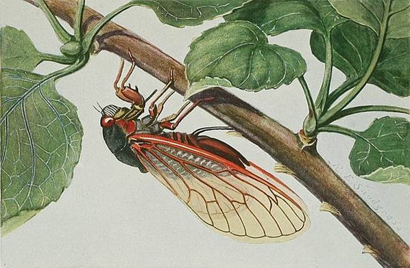 世界上壽命最長的昆蟲-蟬-美國221年一次的「蟬爆日」，13