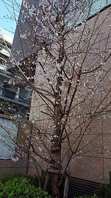 SAM_4756