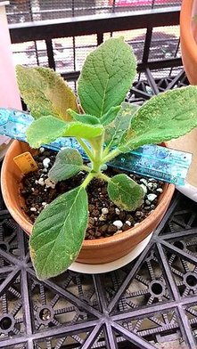 Kohleria Yf