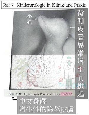 引用-海豚.jpg