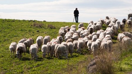 shepherds-fund.jpg