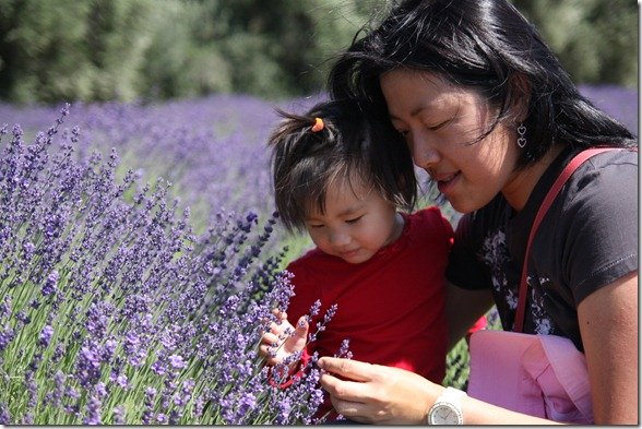 Lavender Festival 297