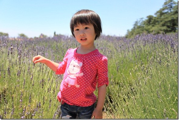 LavenderFestival 127