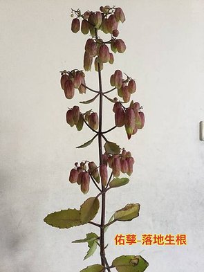 新竹市安親班-植物生態的研討與實作(5上自然)