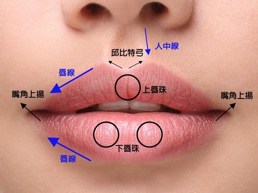 唇的構造-01.jpg