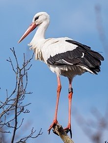 220px-Ringed_white_stork.jpg