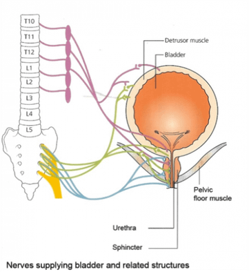 neurogenic-bladder.png