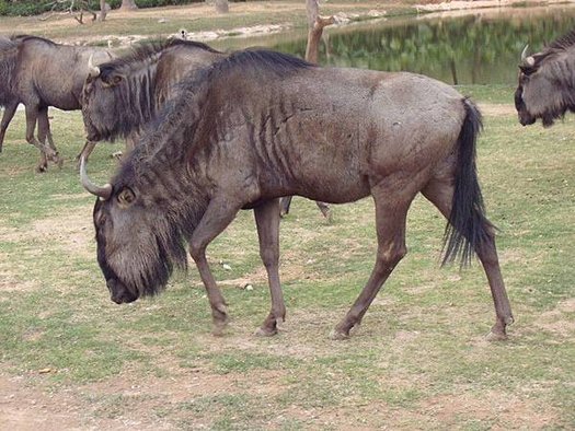 長隆野生動物園