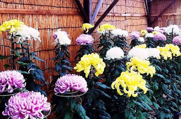 花現茨城  櫻川  磯部稻村神社  日立櫻花祭  龍崎般若院