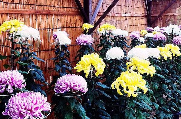 花現茨城  櫻川  磯部稻村神社  日立櫻花祭  龍崎般若院