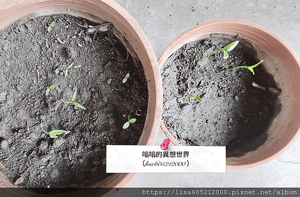 嗡嗡種植分享 ▶植栽→ 2023年的嗡嗡移植＋育苗-*