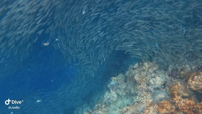 【宿霧自助】墨寶推薦行程：沙丁魚風暴 + 超刺激峽谷溪降@嘉