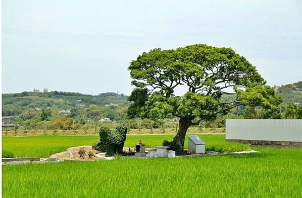 新埔鎮最美麗的田頭伯公－田新福德柌/張氏家廟（縣定古蹟）-田