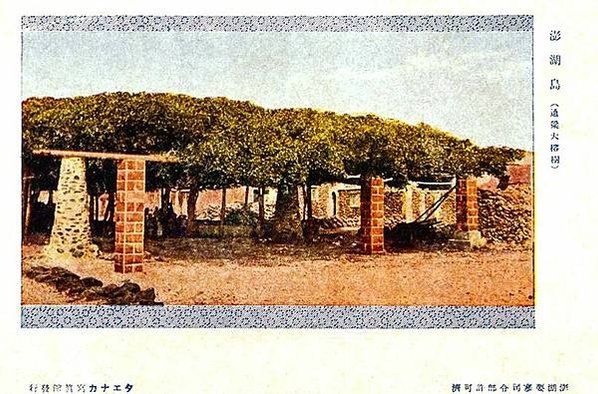 通樑古榕-澎湖最大神木有150-300歲以上的高齡/日治時期