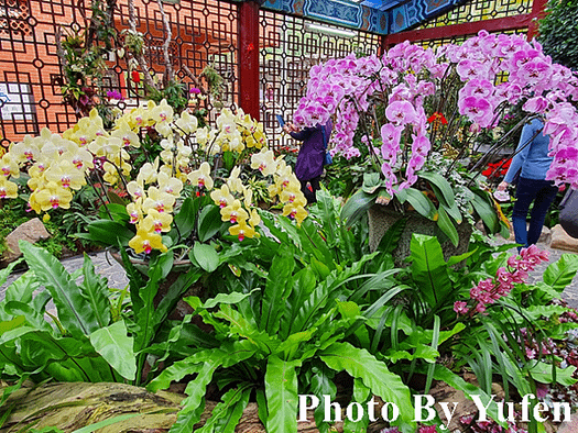 鬱見你真好 &amp; 春節花卉展 &amp; 雙溪公園