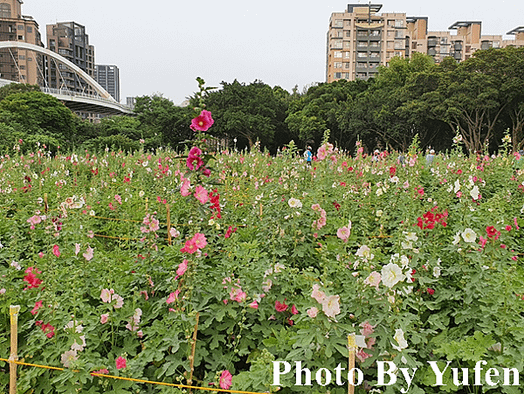 古亭河濱公園 蜀葵之森