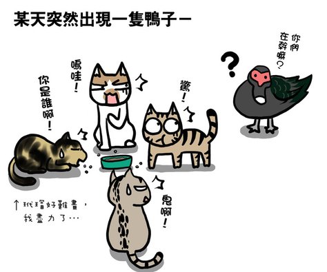 街頭巷尾貓1-1.jpg