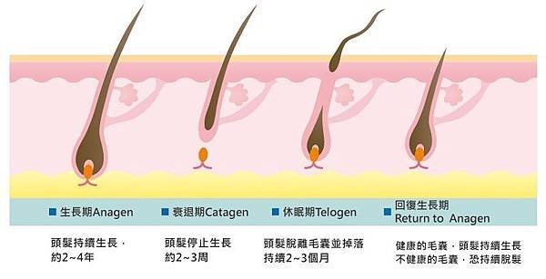 頭髮週期(2).jpg