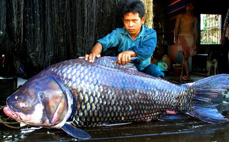 海灘巨型怪獸魚 :　墨西哥海灘驚現巨型「怪獸魚」　馬臉、帶狀身軀嚇壞眾人