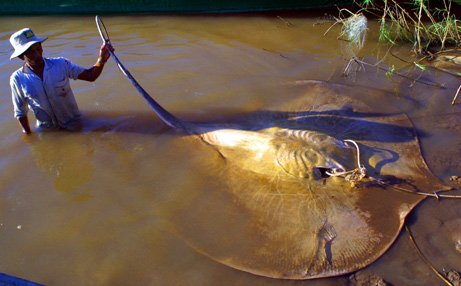 墨西哥巨型怪獸魚 :　墨西哥海灘驚現巨型「怪獸魚」　馬臉、帶狀身軀嚇壞眾人