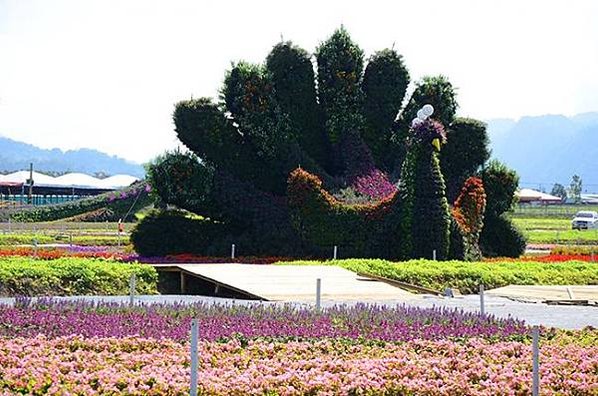 愛旅遊_新社花海祭.客家小鎮風情~樂活1日遊，只要599元起！