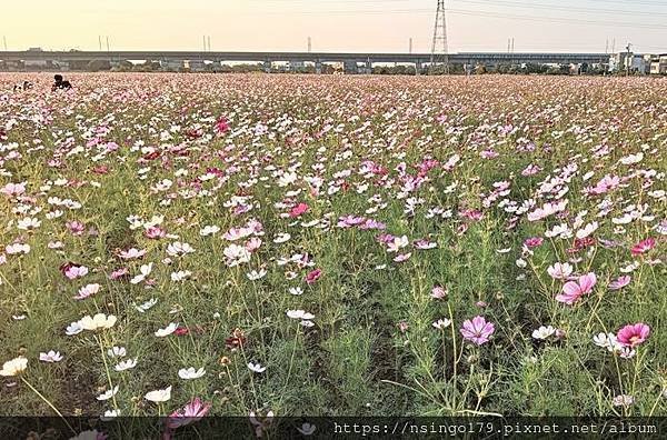 2023桃園仙草嘉年華之花心筆記