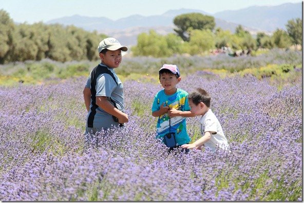 LavenderFestival 262
