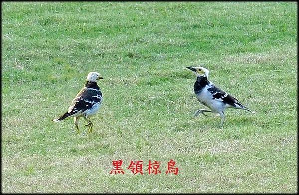 白鶺鴒 3.jpg