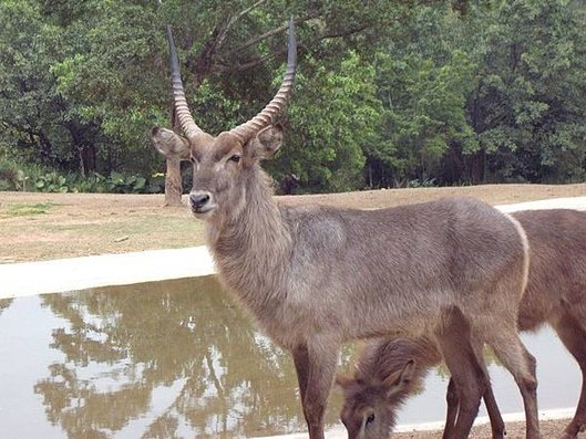 長隆野生動物園