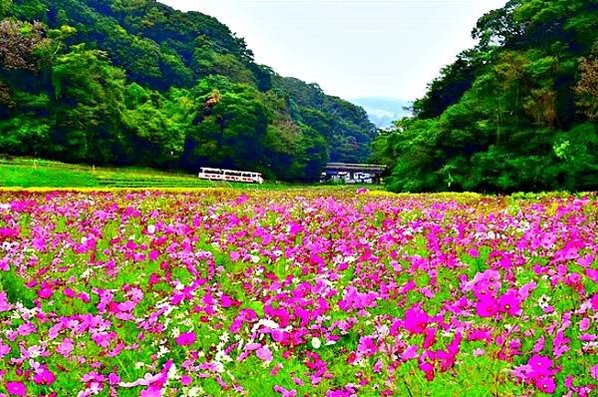 神奈川賞花名勝