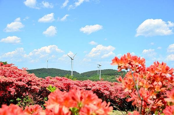 氣仙沼 與海共生的港口小鎮