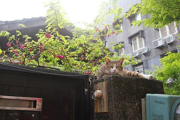 老照片/臺北明治橋旁臺灣神社鳥居/裕仁皇太子車隊行經臺灣總督