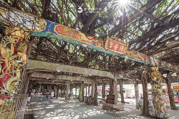 通樑古榕-澎湖最大神木有150-300歲以上的高齡/日治時期