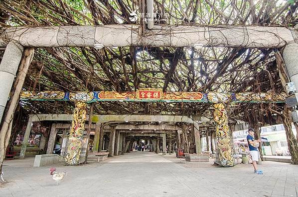 通樑古榕-澎湖最大神木有150-300歲以上的高齡/日治時期