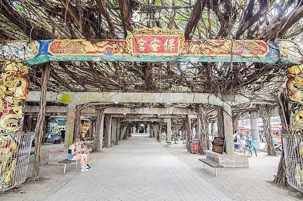 通樑古榕-澎湖最大神木有150-300歲以上的高齡/日治時期