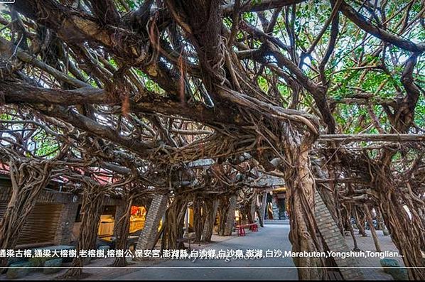 通樑古榕-澎湖最大神木有150-300歲以上的高齡/日治時期