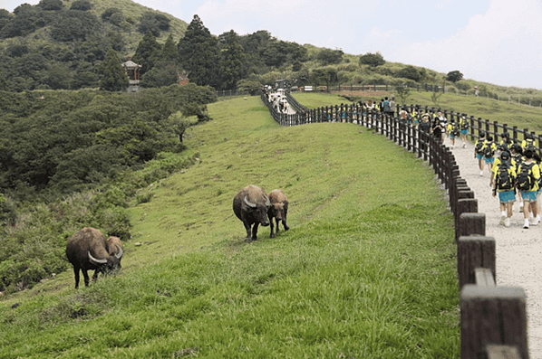 陽明山有3個牛群，分別在擎天崗、頂山石梯嶺與磺嘴山，這些牛已